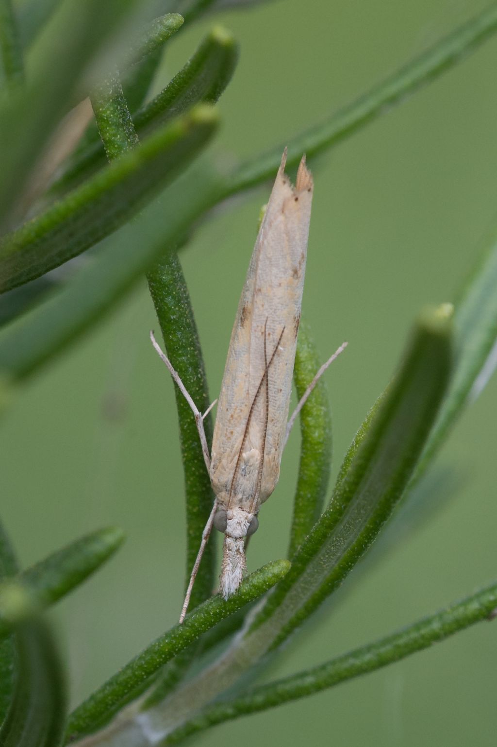 Crambidae?